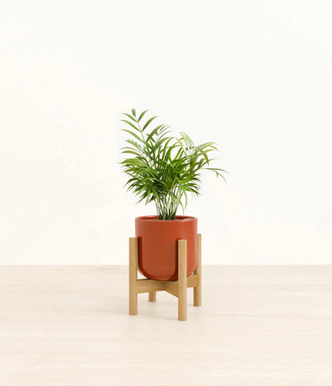 Parlour Palm