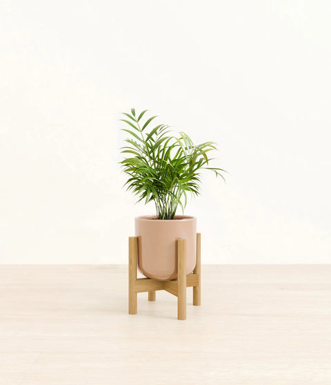 Parlour Palm