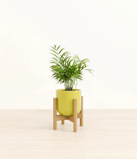 Parlour Palm