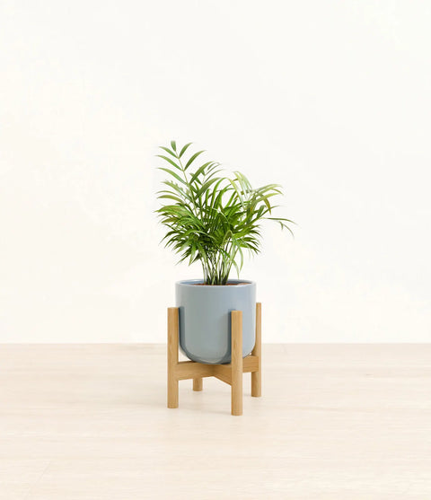 Parlour Palm