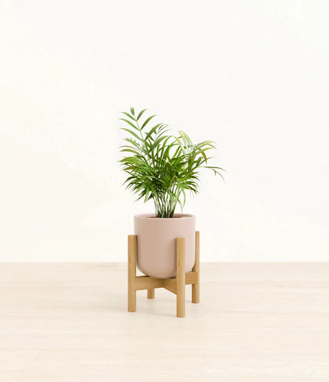 Parlour Palm