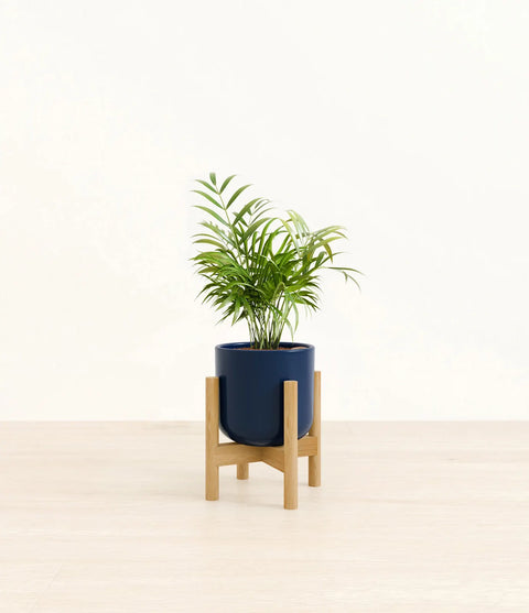 Parlour Palm