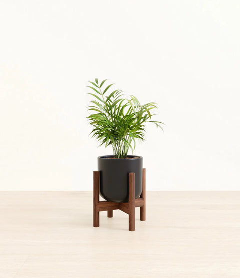 Parlour Palm