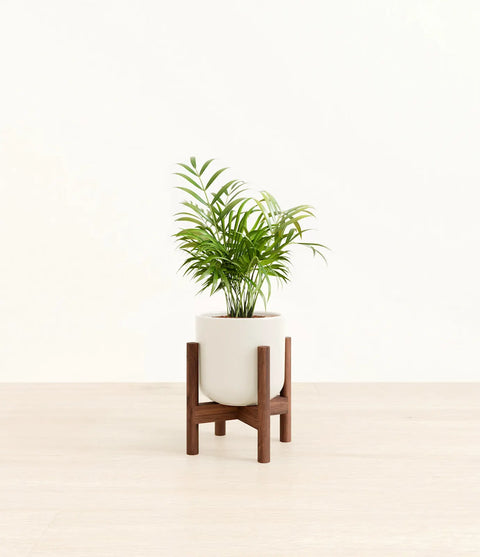 Parlour Palm