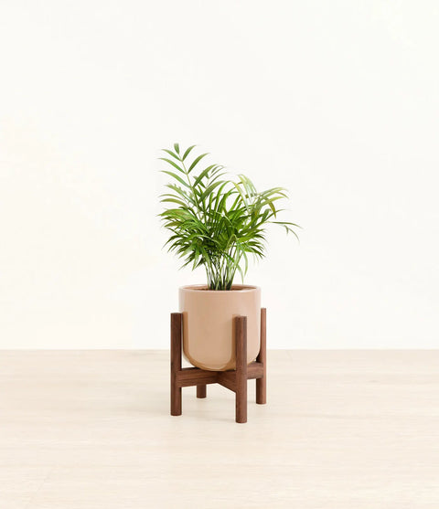 Parlour Palm