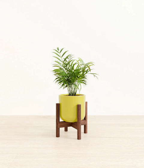 Parlour Palm