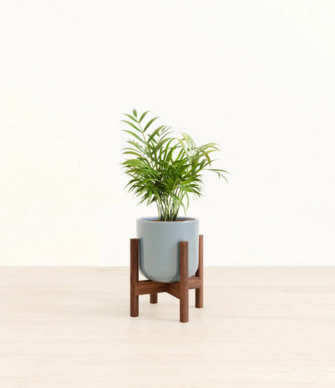 Parlour Palm