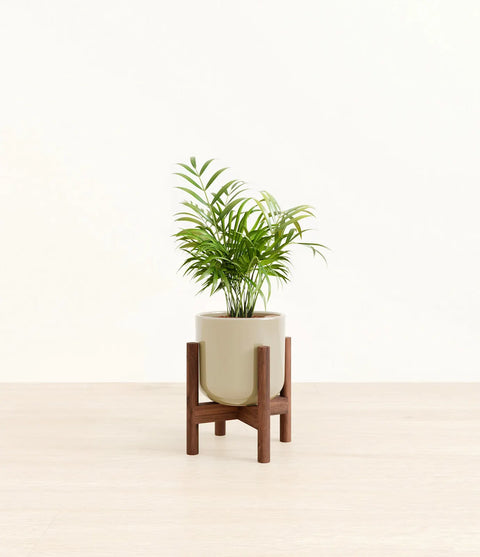 Parlour Palm