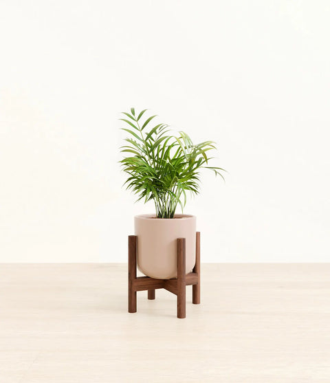 Parlour Palm