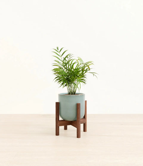 Parlour Palm
