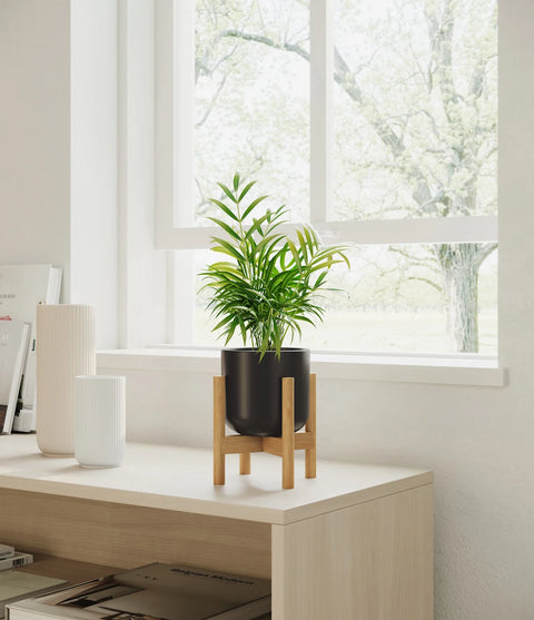 Parlour Palm