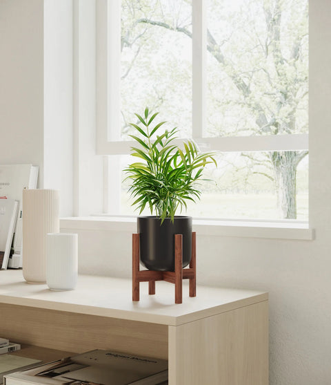 Parlour Palm
