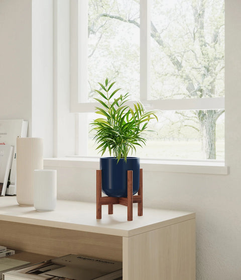 Parlour Palm