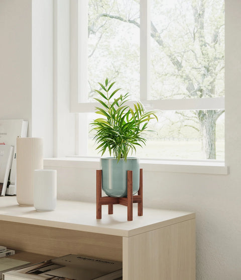 Parlour Palm
