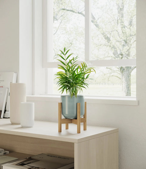 Parlour Palm