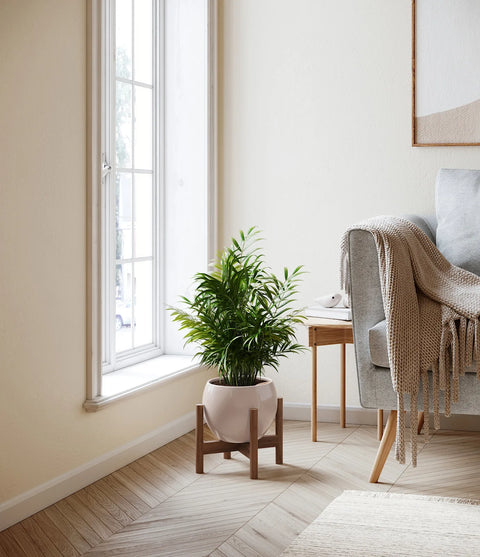 Parlour Palm