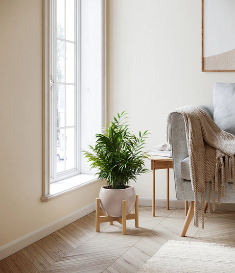 Parlour Palm