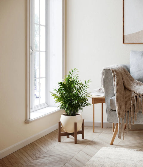 Parlour Palm