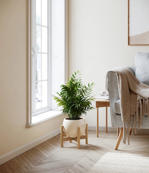 Parlour Palm
