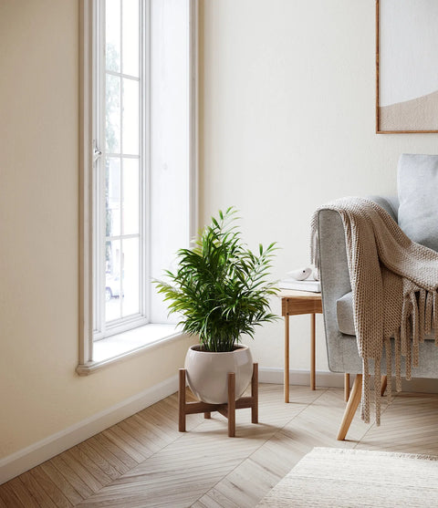 Parlour Palm