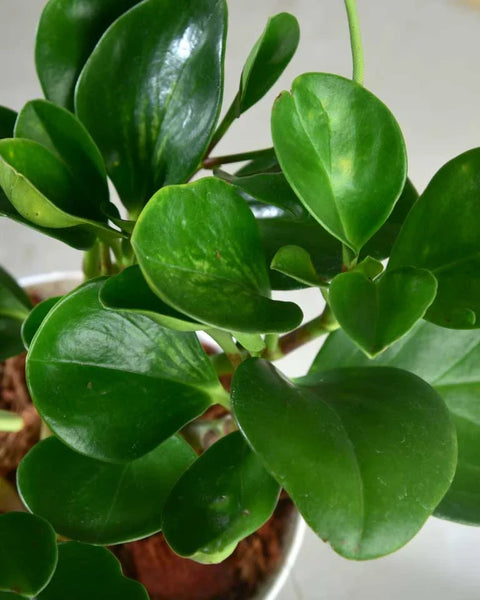 Peperomia Obtusifolia