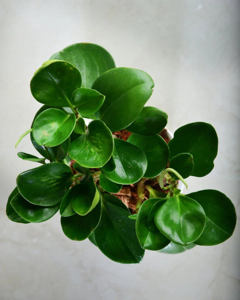 Peperomia Obtusifolia