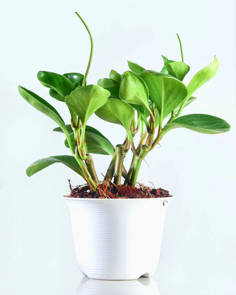 Peperomia Obtusifolia