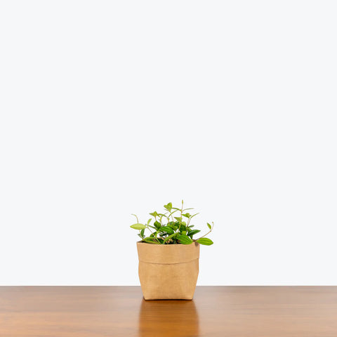 Peperomia Angulata