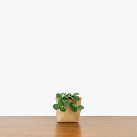Peperomia Tetraphylla