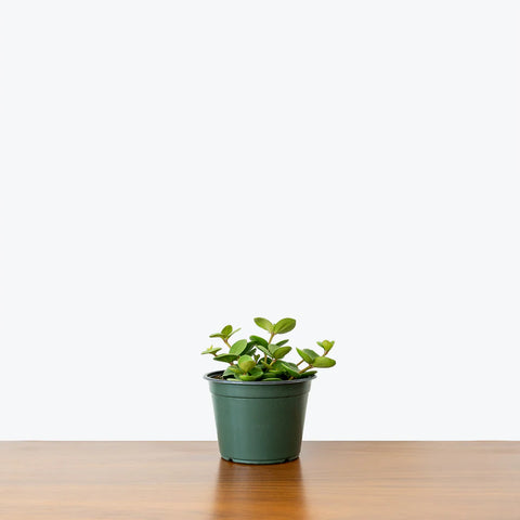 Peperomia Tetraphylla