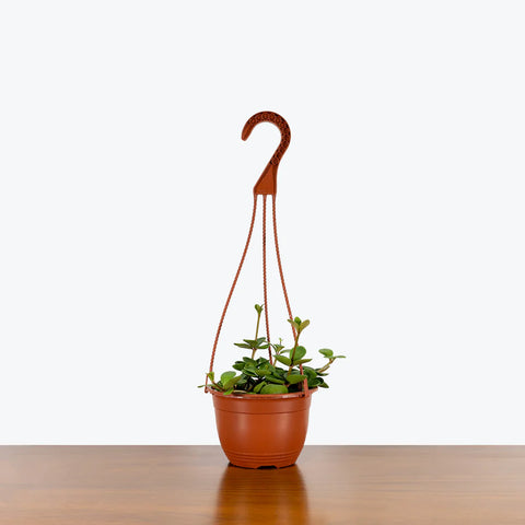 Peperomia Tetraphylla