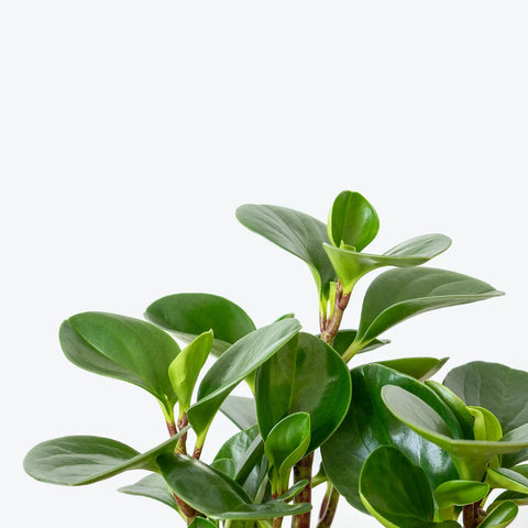 Peperomia Obtusifolia