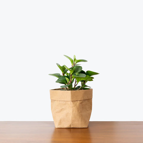 Peperomia Obtusifolia