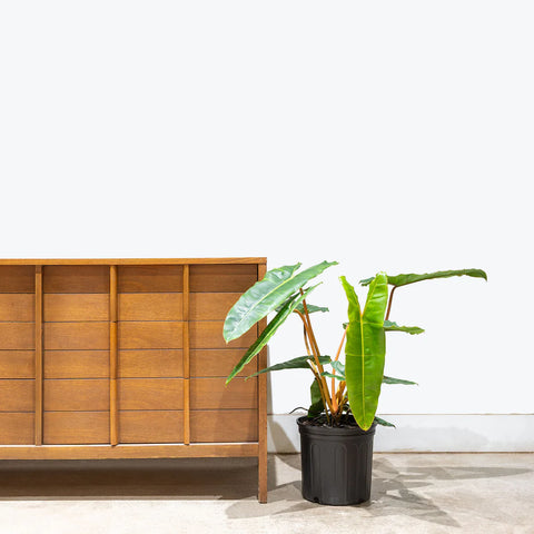 Philodendron Billietiae