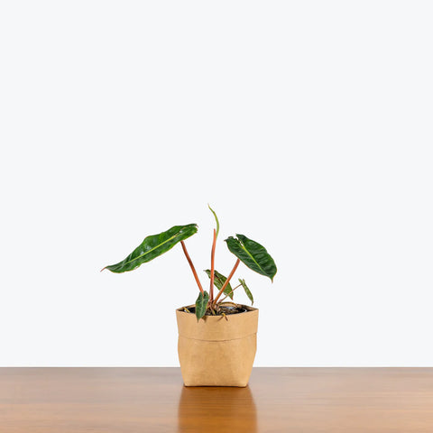 Philodendron Billietiae