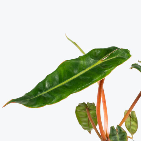 Philodendron Billietiae