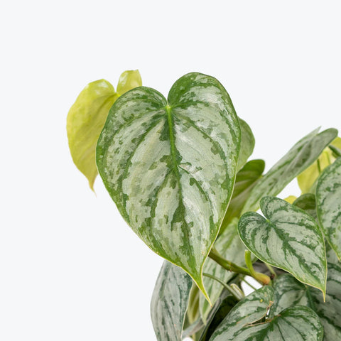 Philodendron Brandtianum - Brandi