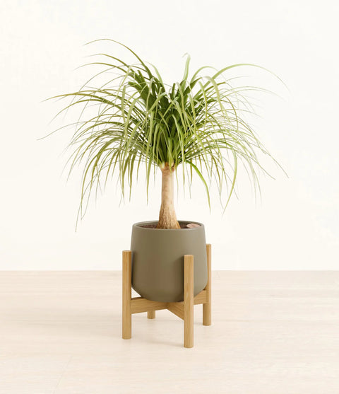 Nolina Palm