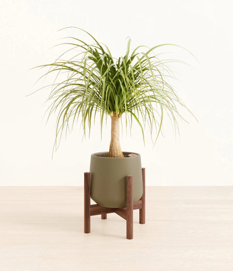 Nolina Palm