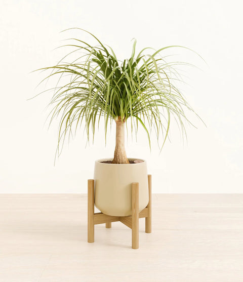 Nolina Palm