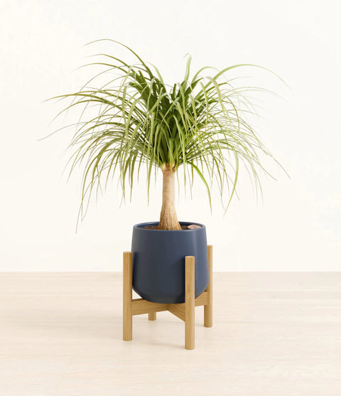 Nolina Palm