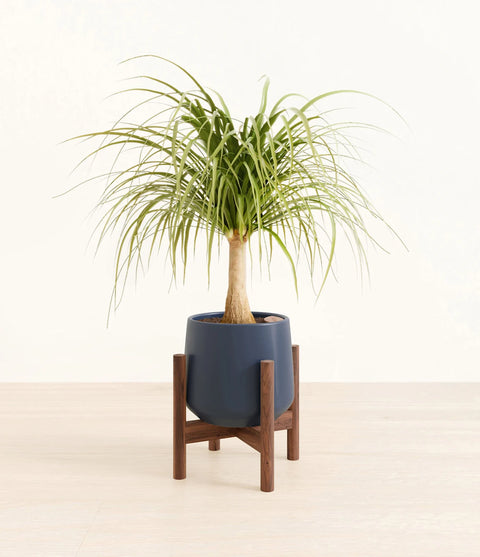 Nolina Palm