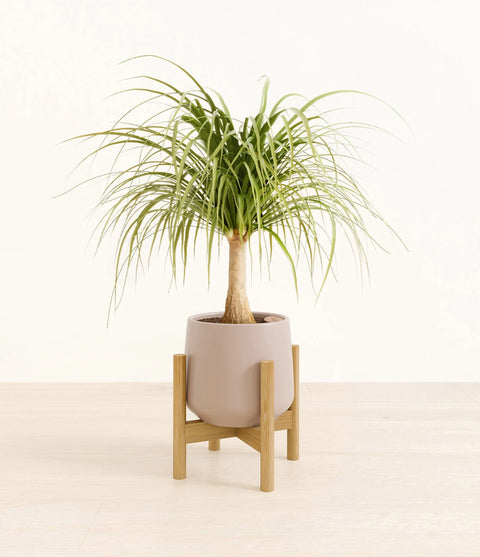 Nolina Palm