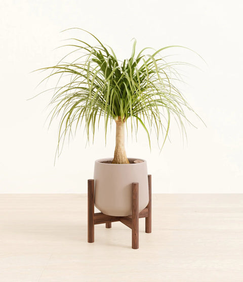 Nolina Palm