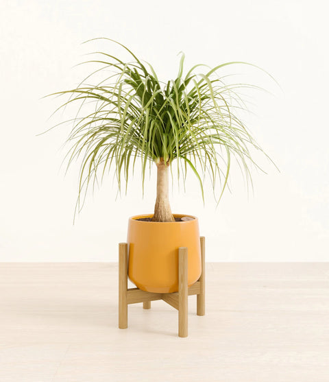 Nolina Palm
