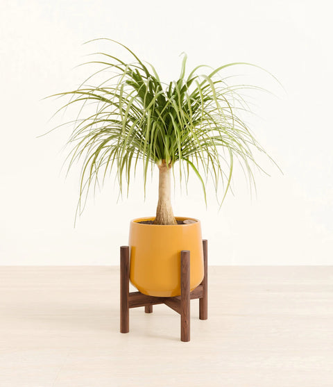Nolina Palm