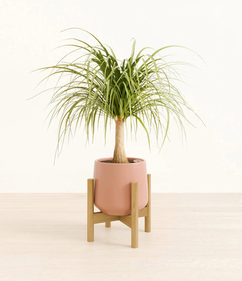 Nolina Palm