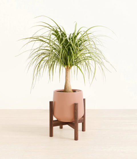 Nolina Palm