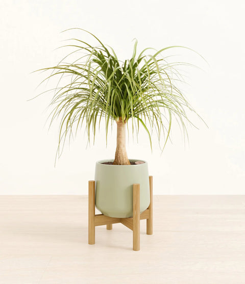 Nolina Palm