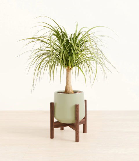 Nolina Palm